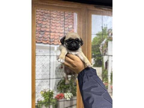İstanbulun en iyi pug bebekleri