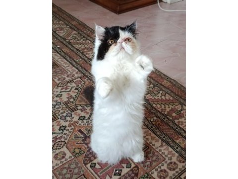 Persian dişi 8 aylık