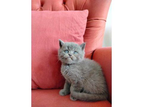 British shorthair yavruları
