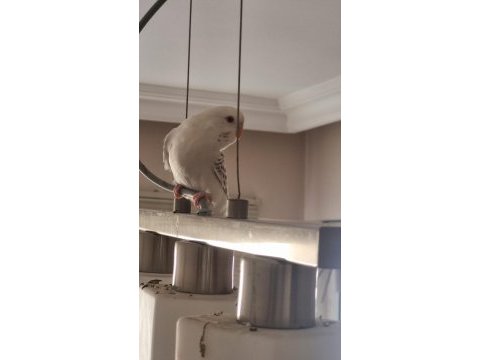 Albino yavru muhabbet kuşu
