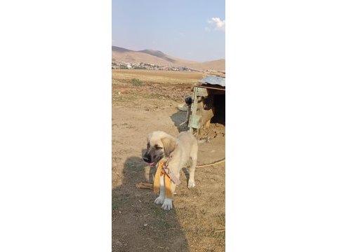 Kangal çaparlarımız saf kan orjinal