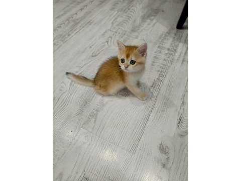 Minicik british shorthair bebişlerim