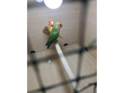Yavru yumurta garanti sevda çiftler