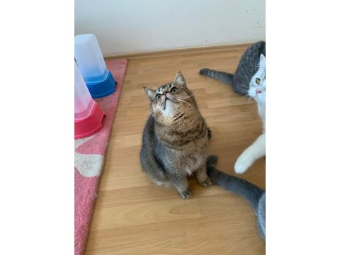 Bir yaşında british shorthair