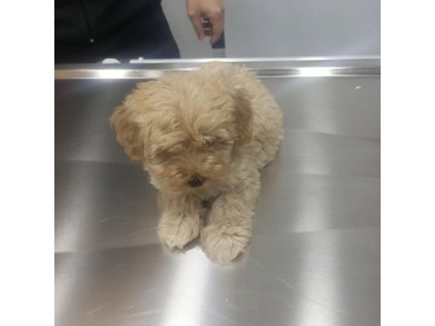 Çok sevimli erkek maltipoo