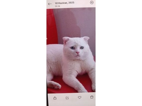 Orjinal sukıtır renkli gözlü erkek van kedisi