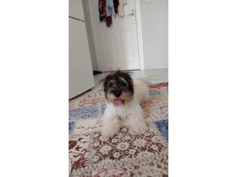 Sahiplendirilecek terrier