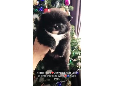 Orijinal pomeranian boo