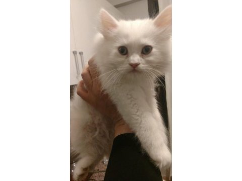 British longhair yavrumuz yeni yuvasını arıyor