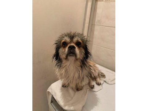 Shih tzu erkek köpeğimiz