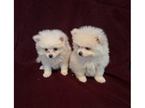 Yeni evlerine gitmeye hazır köpekler