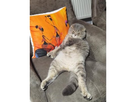 Erkek scottish fold kedisi