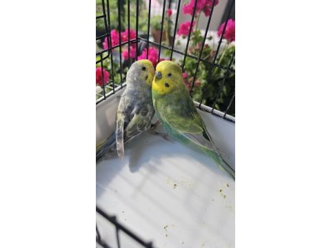 13 takım damızlık takım rainbow kuşlar açıklamayı okuyun