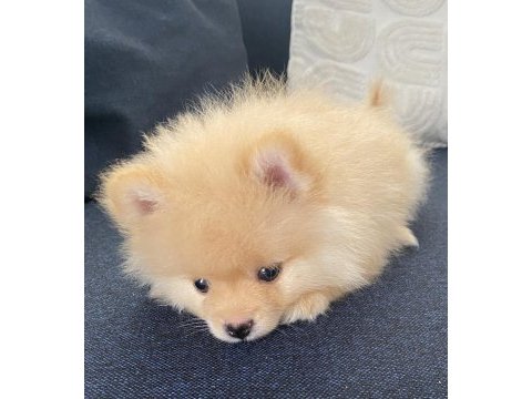 2 aylık erkek pomeranian pablo