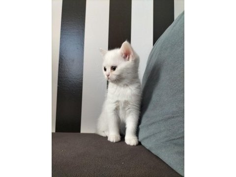 British shorthair beyaz dişi lilac erkek yavrular