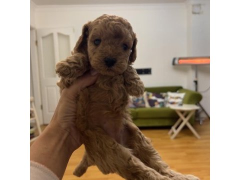 Minyatür poodle dostlar yeni sahiplerini arıyor