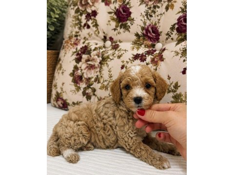 Babyface maltipoo yavrularımız