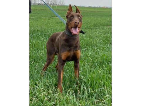 10 aylık kızıl doberman erkek