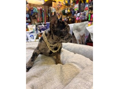 Bebek french bulldog merle
