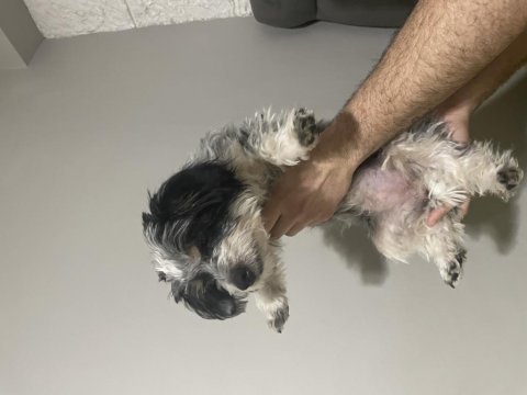 Köpeğimiz şilaya geçici yuva