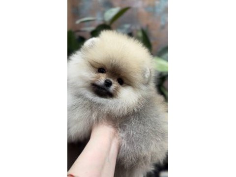 Üst kalite pomeranian boo
