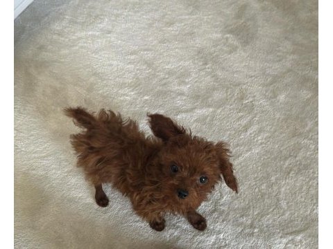 Teacup erkek bütün aşıları yapılmıştır 5 aylık poodle