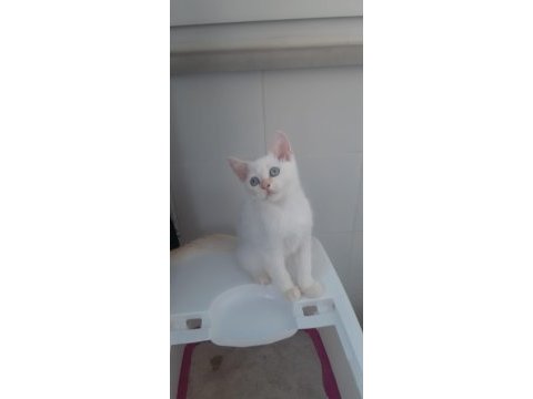 Red point british shorthair yavrumuz