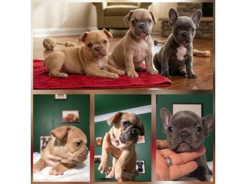 Blue fawn erkek dişi izmir french bulldog