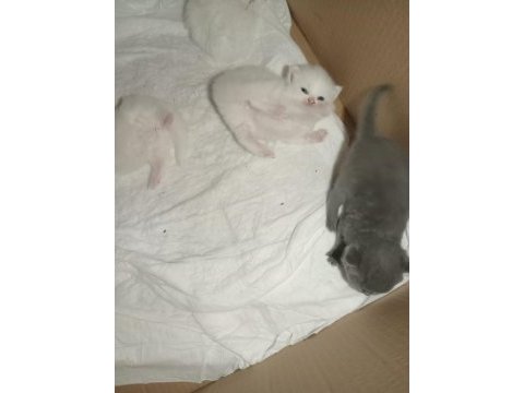 British shorthair bebeklerimiz yeni yuvasını arıyor