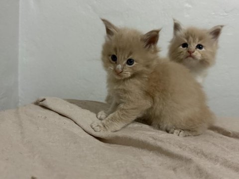Evde yetişmiş safkan xxl boy maine coon yavrusu
