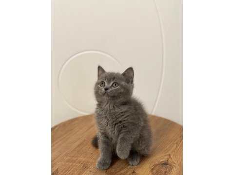 Oyuncu sevecen british shorthair yavrumuz 