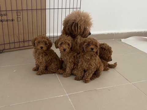 Profesyonel ruhsatlı çifrlikden toy poodle yavrular
