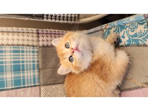 Safkan british shorthair golden bebekler