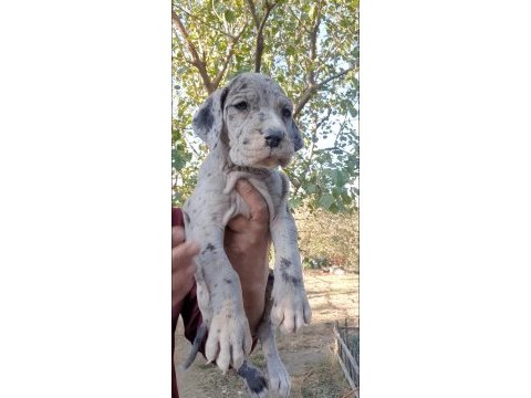 Great dane (danua a şecereli)
