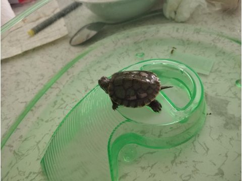 Bebek su kaplumbağası