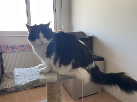 3 yaşında dişi maine coon