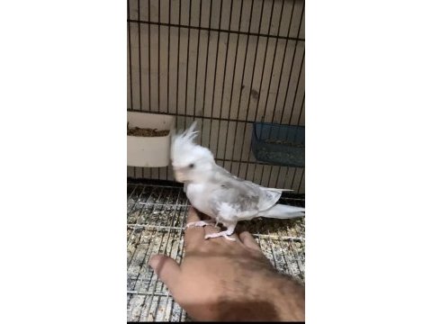 Evcil sultan papağanı kendisini sevdirir