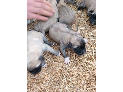 Yeni doğmuş kangal yavruları