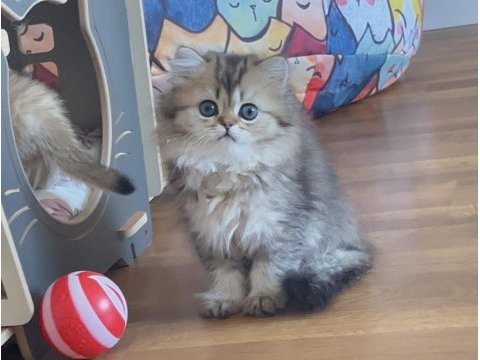 British longhair golden dişi