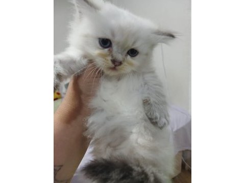 British longhair kedisi 2 aylık