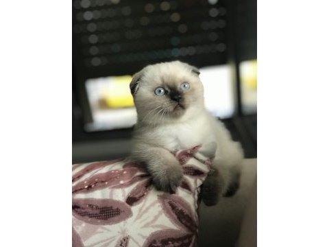Sevgi dolu bir aileye scottish fold