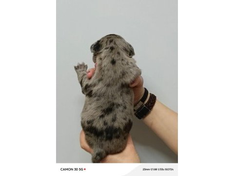 French bulldog yavrularımız