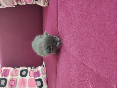 Bir aylık yavru british longhair