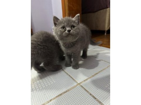 British shorthair erkek yavrularimiz