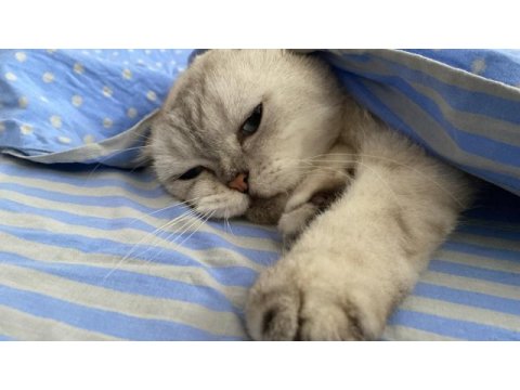 Scottish fold kedisi