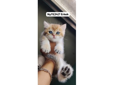 Golden british shorthair yavrular