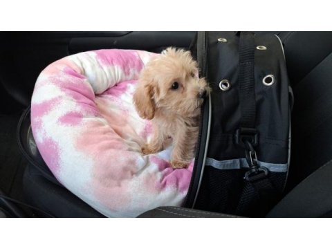 3 aylık maltipoo