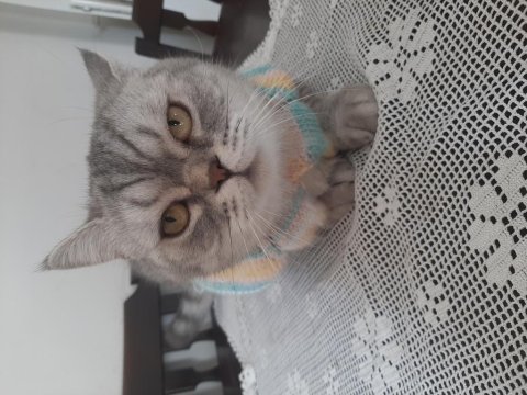 Sevimli british shorthair maya