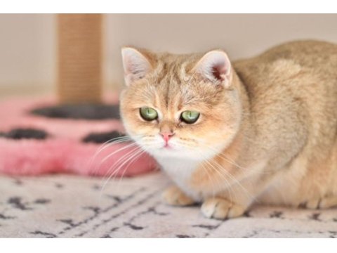 3.5 yaşında british shorthair kedisi