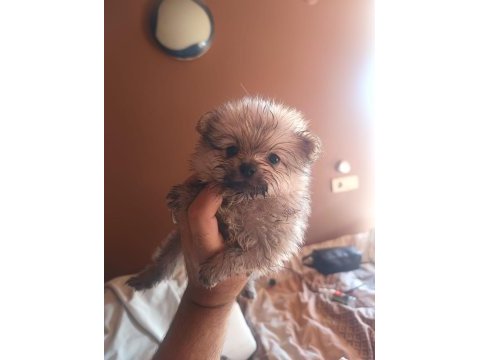 A kalite pomeranian köpeklerimiz